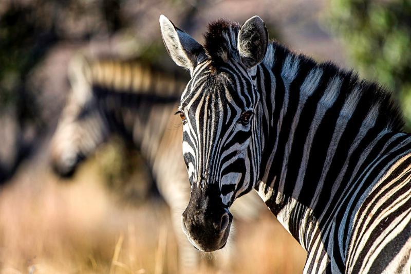 Tshwene Lodge Vaalwater Kültér fotó