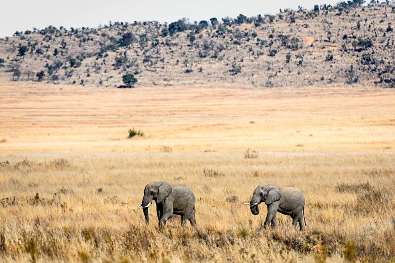Tshwene Lodge Vaalwater Kültér fotó